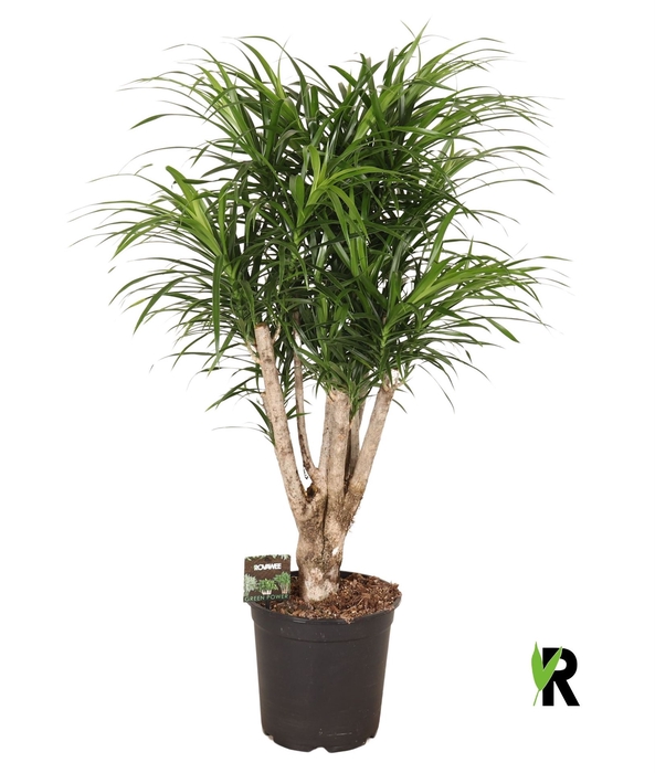 <h4>Dracaena refl. 'Anita'</h4>