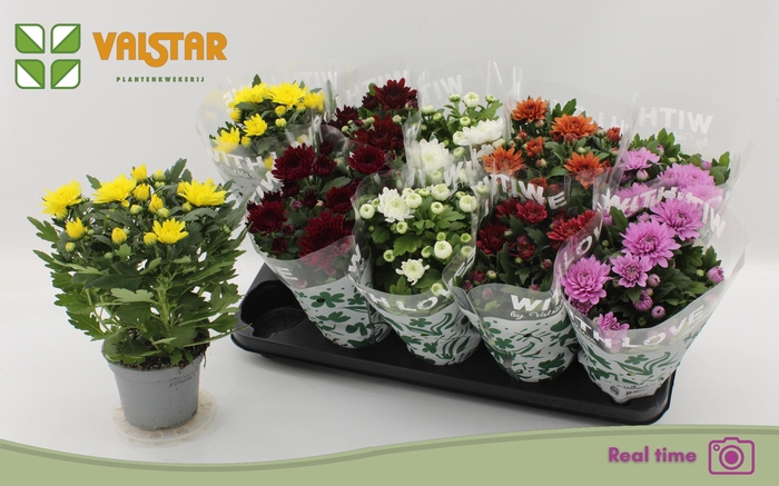 <h4>CHRYS GEM 7 KL</h4>