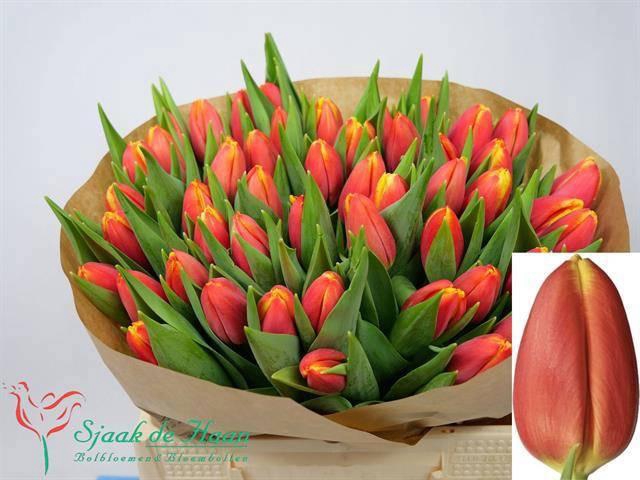 <h4>TU EN TRAILBLAZER</h4>