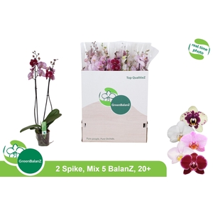 PHAL GEM 5 KL