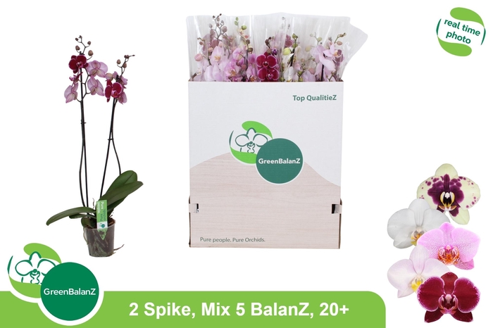 <h4>PHAL GEM 5 KL</h4>