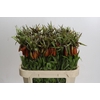 Fritillaria Imperialis Orange Beauty
