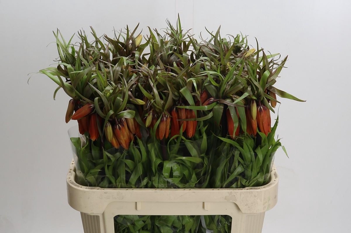 Fritillaria Imperialis Orange Beauty