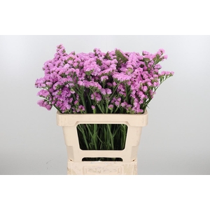 Lim S Sera Sun Birds