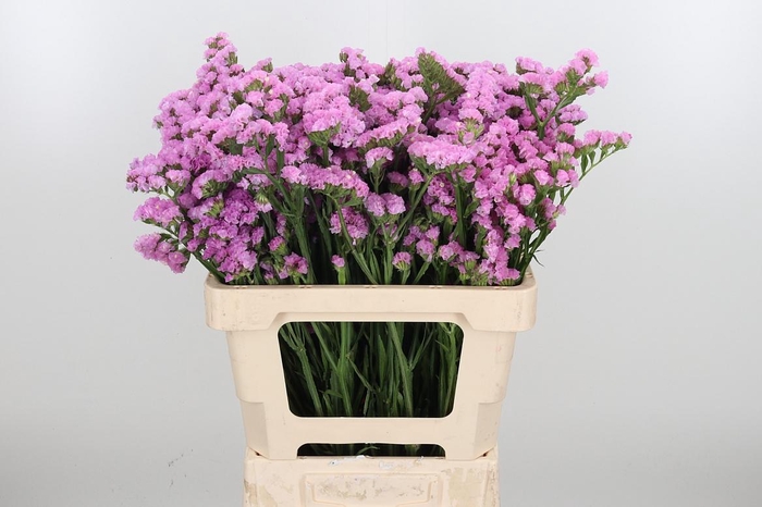 <h4>Lim S Sera Sun Birds</h4>