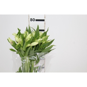 ALSTROEMERIA AVALANGE 080 CM