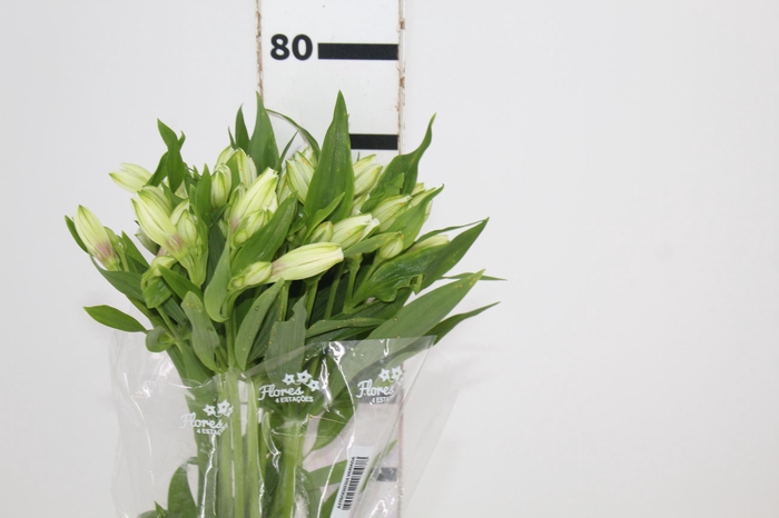 ALSTROEMERIA AVALANGE 080 CM