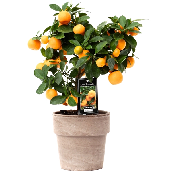 <h4>Citrus Calamondin in pot Verona</h4>