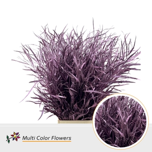 Grevillea Rose Metallic