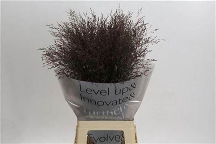 <h4>Panic Vi Warrior</h4>