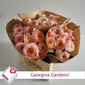 Rosa a grande fleur Georgina Gardens!