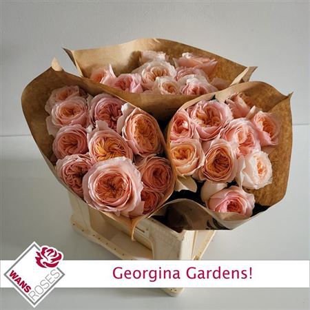 <h4>Rosa a grande fleur Georgina Gardens!</h4>