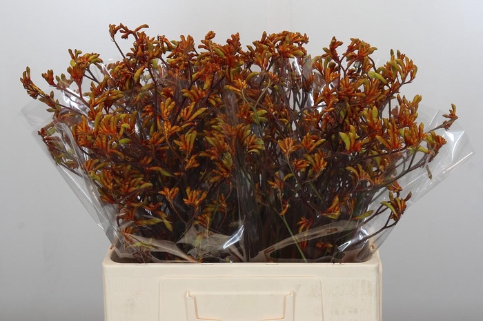 <h4>Anigozanthos Bush Sunset</h4>