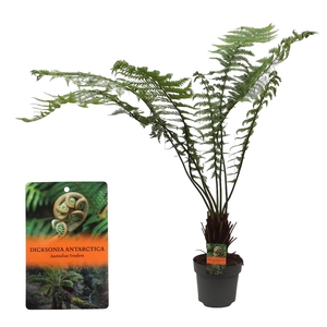 Dicksonia Antarctica (Tasmaanse Boomvaren)