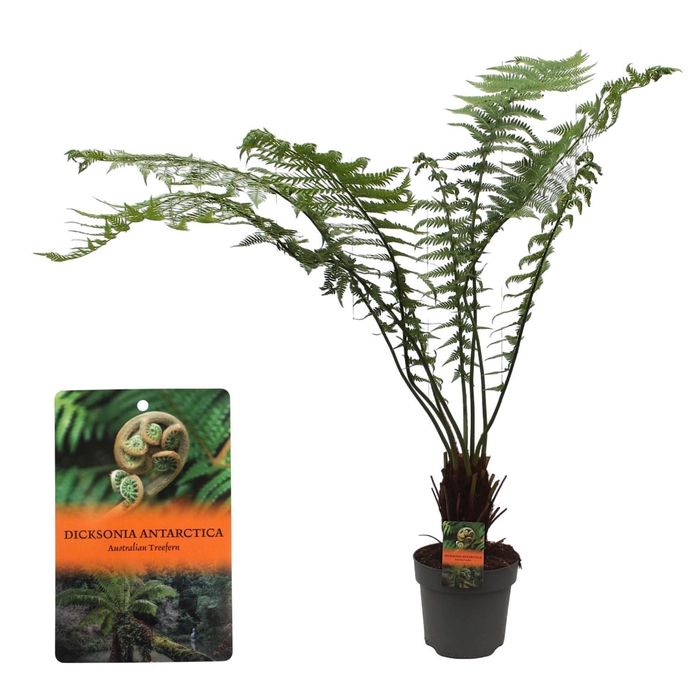<h4>Dicksonia Antarctica (Tasmaanse Boomvaren)</h4>