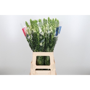 Antirrhinum Ma White