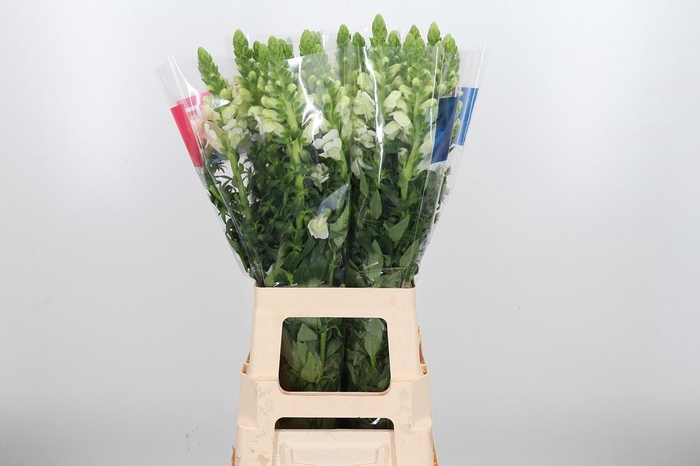 <h4>Antirrhinum Ma White</h4>