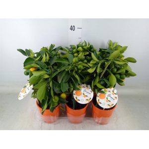 Citrofortunella mic.