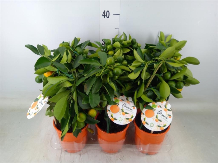 <h4>Citrofortunella mic.</h4>