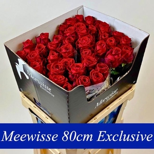 Rosa large red naomi! Exclusive