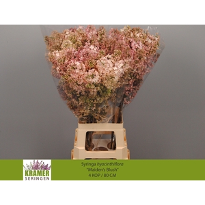 Syringa Maiden's Blush