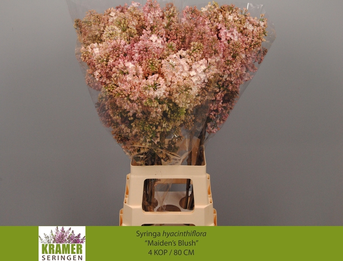 <h4>Syringa Maiden's Blush</h4>