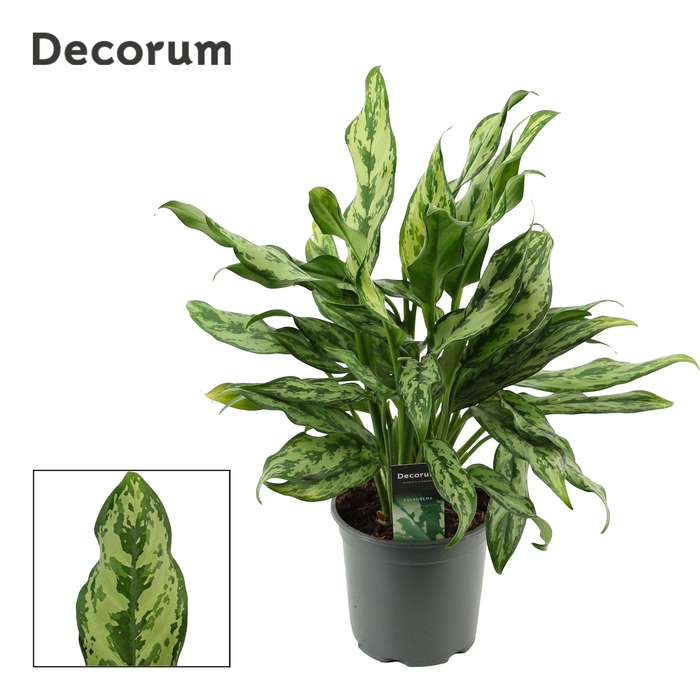 <h4>Aglaonema 17 cm Miss Julliette (Decorum)</h4>