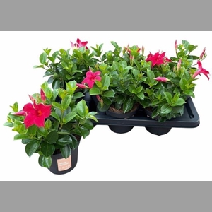 MANDE SUN RED