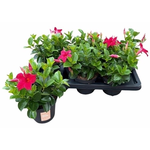 MANDE SUN RED