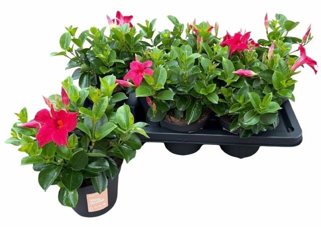 <h4>MANDE SUN RED</h4>