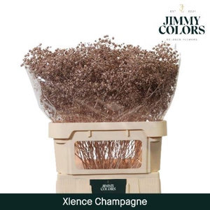 Gyps Xlence L80 Mtlc. champagne