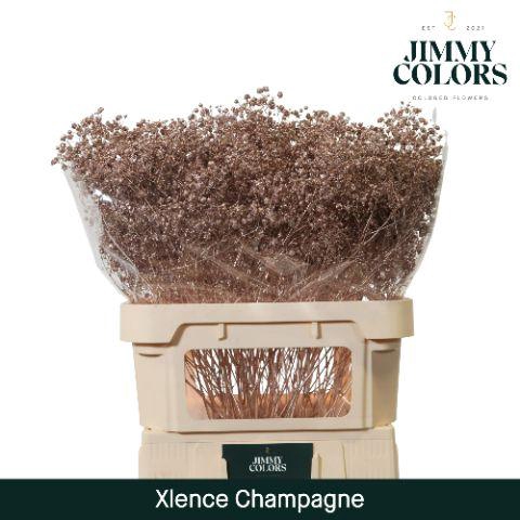 <h4>Gyps Xlence L80 Mtlc. champagne</h4>