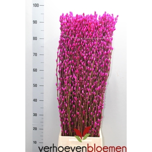 SALIX  SN FLA KLB H%