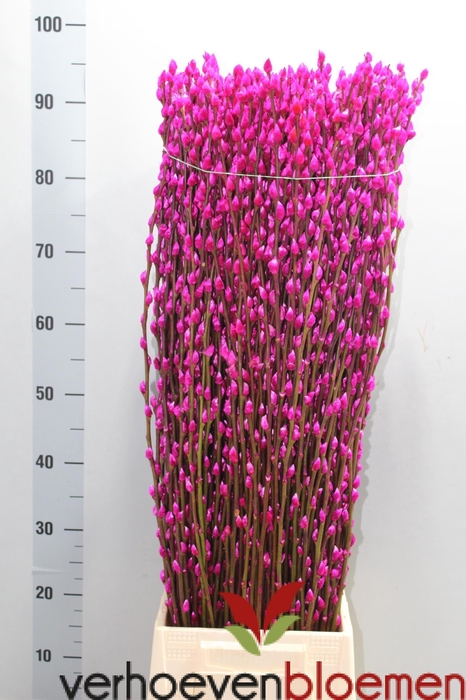 <h4>SALIX  SN FLA KLB H%</h4>