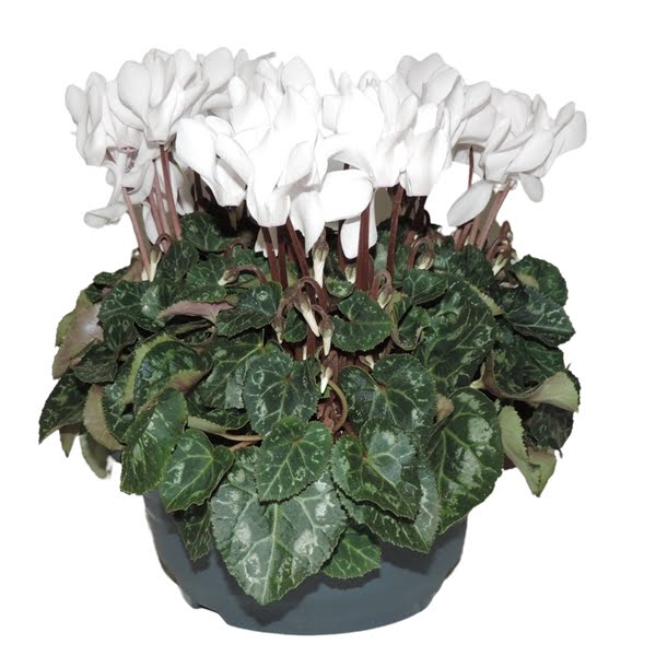 <h4>Cyclamen Super Serie Wit Schaal 19 cm</h4>