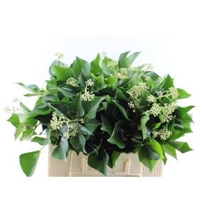 Hedera Extra Per Pak
