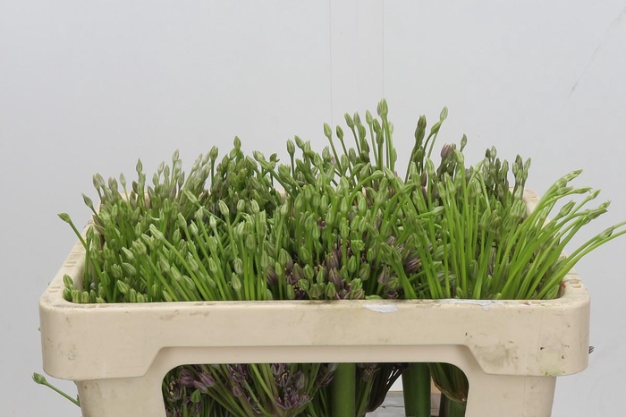 <h4>Allium Schubertii</h4>