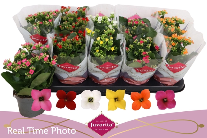 <h4>KAL EN GEM 6 KL</h4>