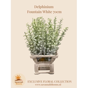 DELPH EN MAGIC FOUNTAINS WHITE