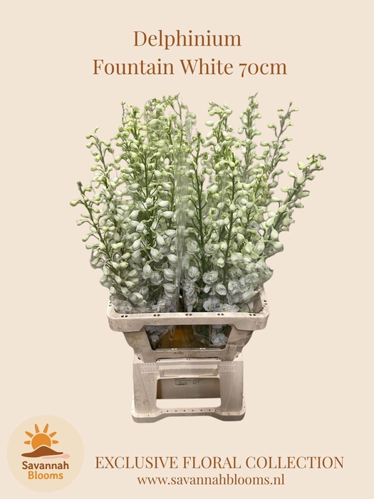 <h4>DELPH EN MAGIC FOUNTAINS WHITE</h4>