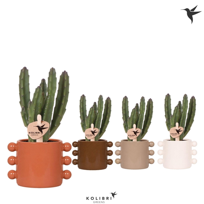 <h4>Kolibri Greens Stapelia Leendertziae in Boho pot mix</h4>
