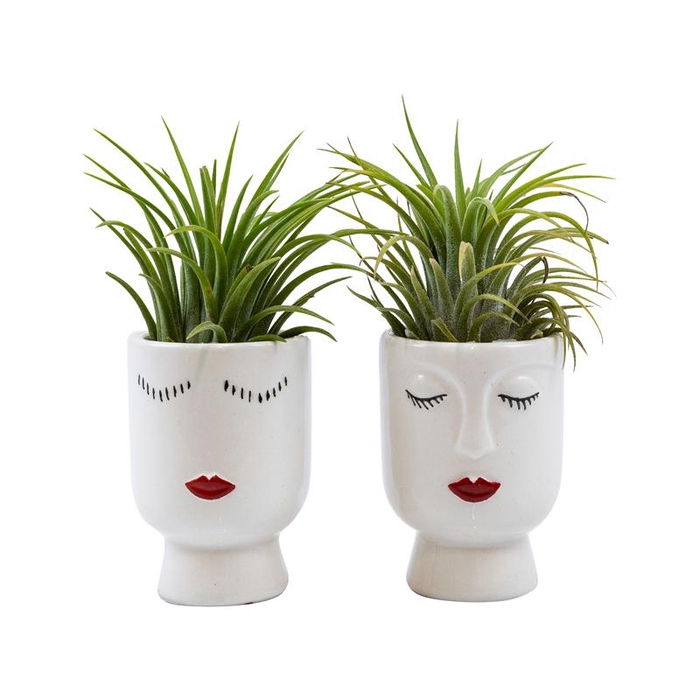 TILLANDSIA IONANTHA
