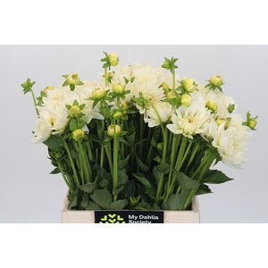 Dahlia White Swan