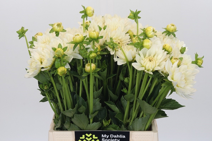 <h4>Dahlia White Swan</h4>