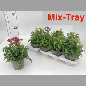 ACHI MILLEFOLIUM