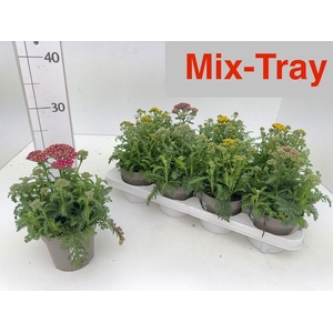 ACHI MILLEFOLIUM