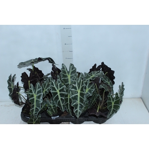 ALOCASIA POLLY P12