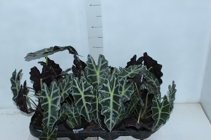 <h4>ALOCASIA POLLY P12</h4>