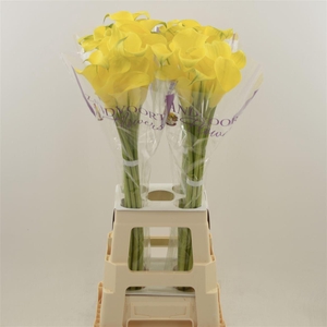 Calla Sunya