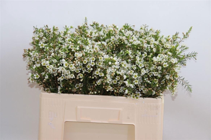 <h4>Chame Crystal Pearl</h4>